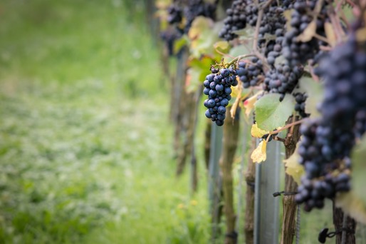 Patronatul Vinului: Promisiunile legate de crearea unui brand național pentru produsele agroalimentare românești, nerezolvate și fără acoperire