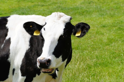 Cantitatea de lapte colectată de la vaci a scăzut cu 8,4%, în primele 11 luni din 2015