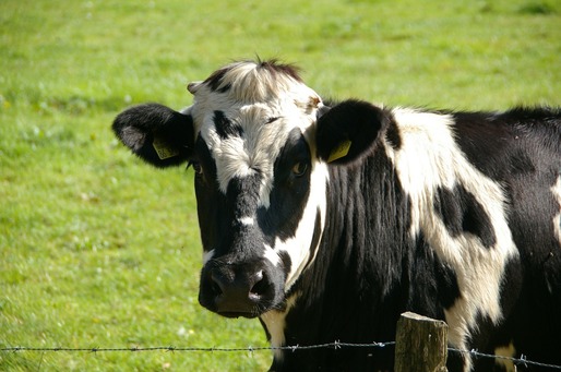 Sacrificările de bovine au crescut cu 5,4%, iar la celelalte categorii de animale s-au înregistrat scăderi, în noiembrie 2015