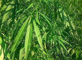 HempFlax: Toată fibra de cânepă de la Pianu de Jos este rezervată pentru export