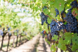Vinalcool Argeș vrea să vândă sau să închirieze mai multe active ca să achite din datorii