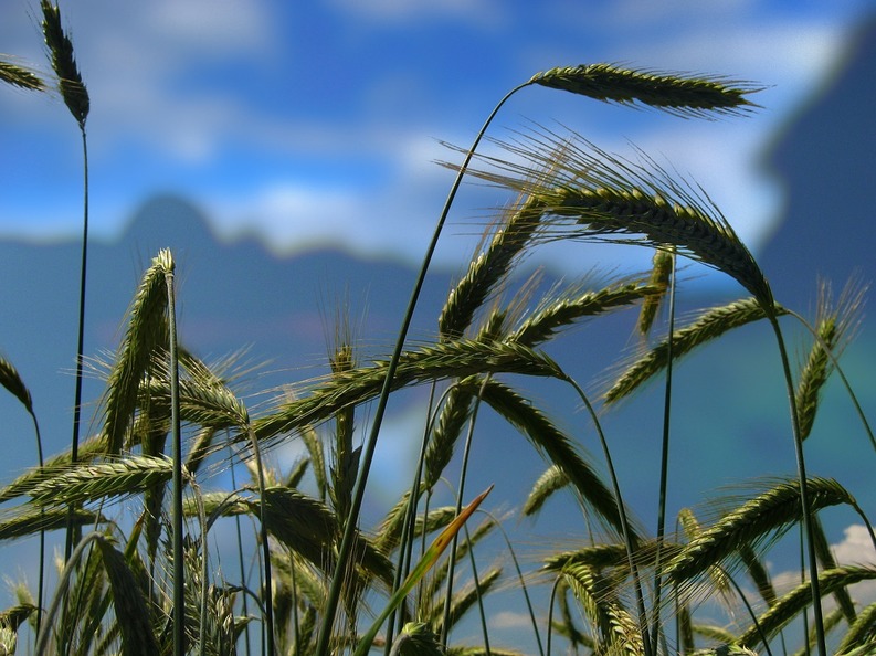 Prețul grâului rusesc scade din cauza producției mari din România și Ucraina