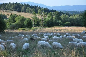Agricultorii vor primi 24 milioane de lei pentru a-și cumpăra berbeci de reproducție