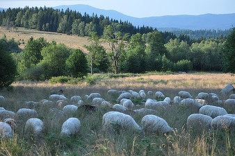 Agricultorii vor primi 24 milioane de lei pentru a-și cumpăra berbeci de reproducție
