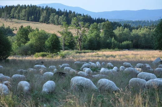 Agricultorii vor primi 24 milioane de lei pentru a-și cumpăra berbeci de reproducție