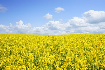 Producția de rapiță a României a crescut în acest an cu 38%, la 1,26 milioane tone, iar cea de orz a urcat cu 25%