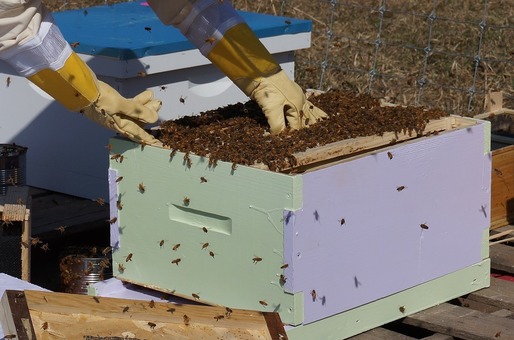 Apicultorii arădeni spun că în 2016 au avut cea mai slabă producție de miere din ultimii 50 de ani