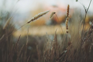 Americanii de la PHI Group au încheiat un parteneriat un Maxagro din Timiș. Cele două companii vor colabora și pentru un proiect de agricultură organică