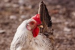 Bulgaria a raportat noi cazuri de gripă aviară, în apropiere de granița cu România