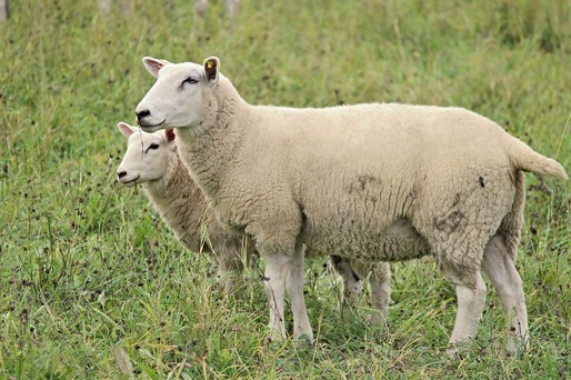 România, locul trei în Uniunea Europeană la efectivele de ovine
