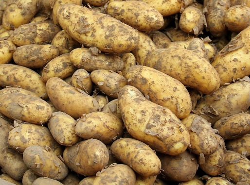 Egiptul a trimis în România 1.100 tone de cartofi cu o bacterie
