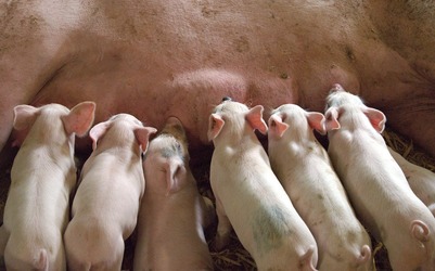 Facilități pentru anumiți crescători de porci 