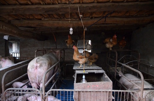Noi reglementări contractuale și condiții financiare pregătite pentru activitățile sanitar-veterinare, în contextul epidemiei de pestă porcină