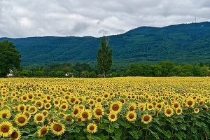 Malta, Irlanda și România alocă mai puțin de 2% din suprafața de teren pentru agricultura organică