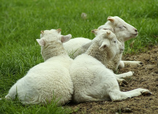 Crescătorii de ovine vor primi anul acesta un ajutor de minimis de 2 lei/kg pentru comercializarea lânii