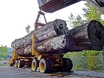 Soluție în Sri Lanka pentru a proteja pădurile: interzice importurile de drujbe 
