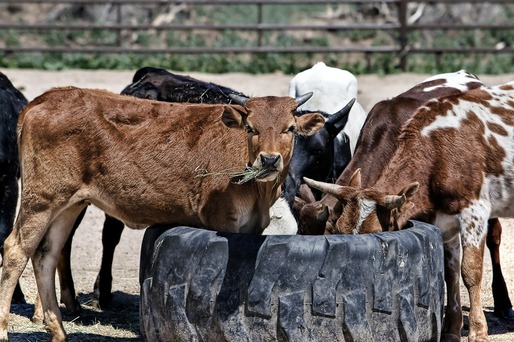 Sacrificările de bovine și producția de carne, în scădere