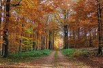 România, în atenția UNESCO pentru exploatarea neconformă a pădurilor de fag înscrise în patrimoniul mondial