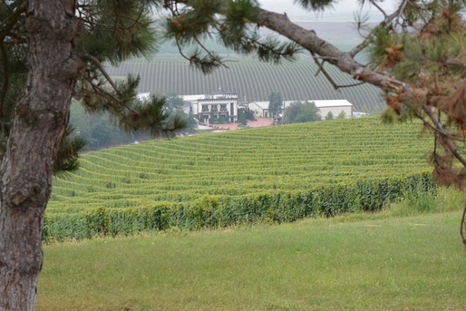 Producătorul de vin Cramele Recaș, afaceri de peste 38 de milioane de euro, jumătate din producție la export