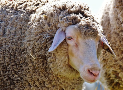 Subvenția acordată pentru kilogramul de lână comercializată a fost dublată