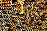 România se menține în top-ul european al apiculturii. Producția de miere a crescut cu peste 70% în ultimii 5 ani 