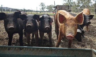 Nou focar de pestă porcină africană în județul Galați