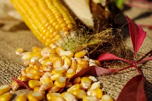 România a exportat 1,7 milioane tone porumb și 1,5 milioane tone grâu și meslin, în primele 4 luni