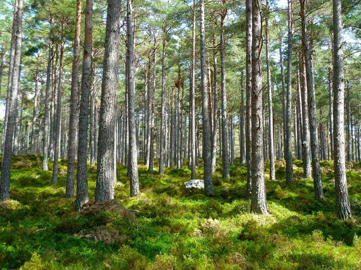 Suprafața fondului forestier a crescut 