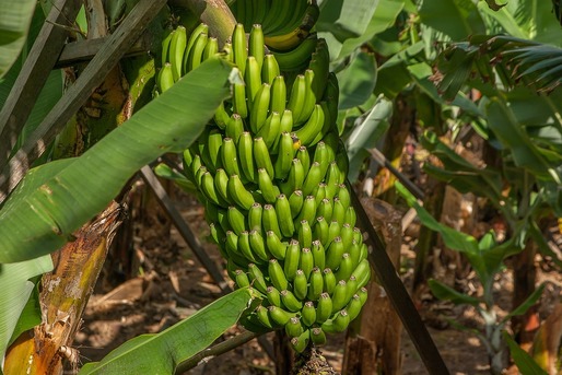 Schimbările climatice amenință recoltele de banane