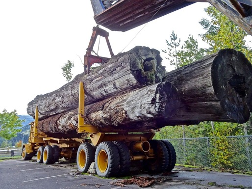 Volumul de lemn exploatat în România a crescut