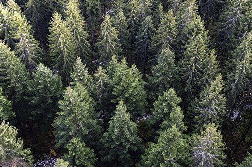 Romsilva scoate la vânzare 40.000 de pomi pentru Crăciun în acest an. Care sunt prețurile