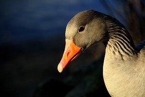 Ungaria a descoperit virusul gripei aviare H5N8 la o fermă din apropiere de granița cu România
