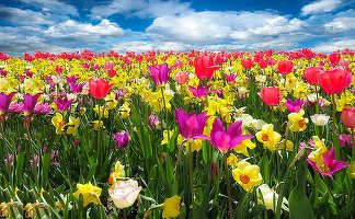 Florile și carnea de porc duc exporturile agricole ale Olandei la un record de 94,5 miliarde euro