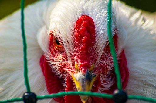 Slovacia și Ucraina au identificat noi cazuri de gripă aviară
