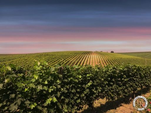Producătorul de vin Cramele Recaș - afaceri de peste 49 de milioane de euro. Negocieri cu o companie italiană