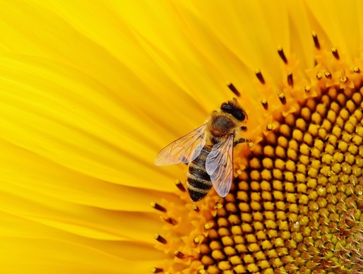 Comisia Europeană interzice României să acorde autorizații de urgență nejustificate pentru pesticide care ar putea afecta albinele