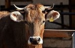 Caz atipic de \'\'boala vacii nebune\'\' descoperit în Elveția
