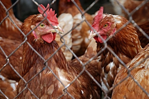 Milioane de păsări din fermele chineze riscă să moară de foame, mare parte din țară fiind blocată din cauza epidemiei