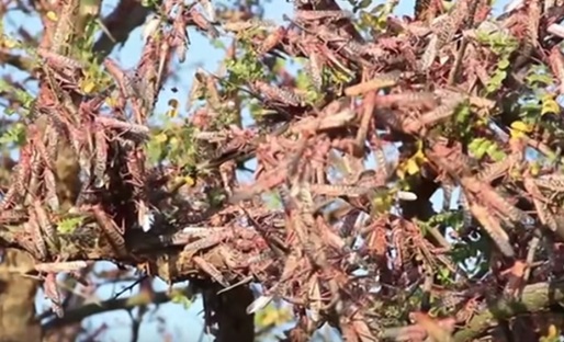 VIDEO ONU cere fonduri împotriva invaziei de lăcuste care consumă într-o zi cât toată populația Kenyei