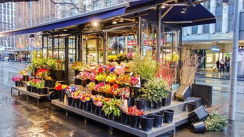 INFOGRAFIC Românii dăruiesc mai multe flori: business-urile din domeniul floral și-au dublat cifra de afaceri în ultimii cinci ani. Topul celor mai mari companii