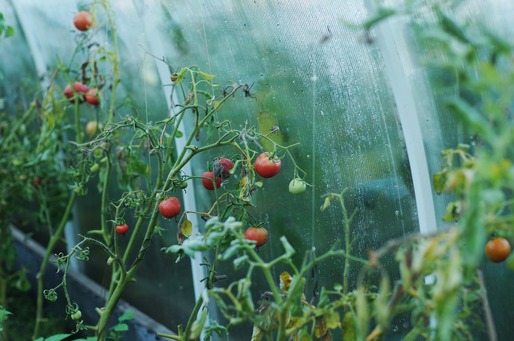 Ministerul Agriculturii: Programul de sprijin pentru tomate continuă și în 2020