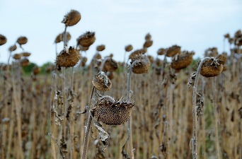  România - pe primul loc în UE la suprafața cultivată și la producția de porumb boabe și floarea soarelui