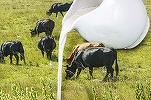 Unitățile procesatoare au colectat cu 1% mai mult lapte de vacă, în primele două luni ale anului