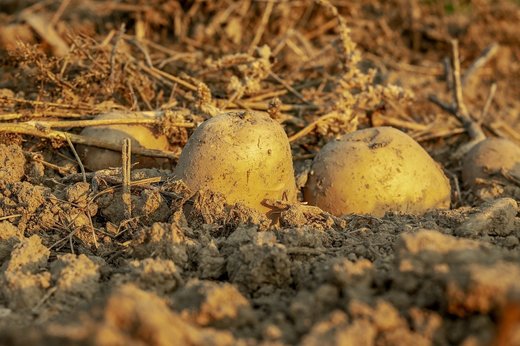 Agro TV - Cultura de cartofi, în pericol de abandon. Producția a scăzut cu peste 90%