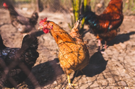 ANSVSA intensifică supravegherea fermelor de păsări din județele Arad, Timiș și Bihor, ca urmare a confirmării unor noi focare de gripă aviară în Ungaria
