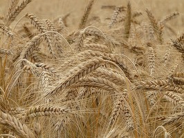 ULTIMA ORĂ Senatul reimpune interdicția exportului de produse agricole. Este extinsă și interzicerea exportului de lemne