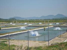 Tranzacție: ROCA pregătește preluarea unei participații la Piscicola, o fermă cu teren de 311 hectare și Agenția Națională pentru Pescuit și Acvacultură printre acționari