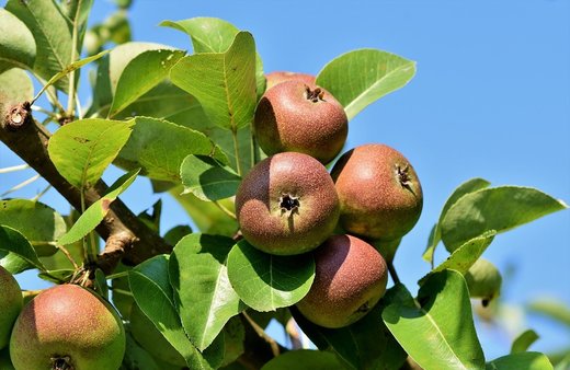 Grupurile de producători din sectorul pomicol pot beneficia de sprijin total de aproape 2 milioane euro din PNDR