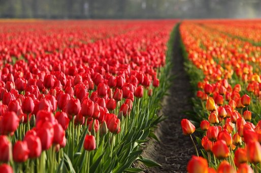 Exporturile de flori din Olanda se prăbușesc, din cauza crizei
