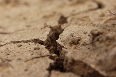 Schemă de ajutor de stat, de peste 1 miliard lei, pentru fermierii ale căror culturi de toamnă au fost lovite de secetă